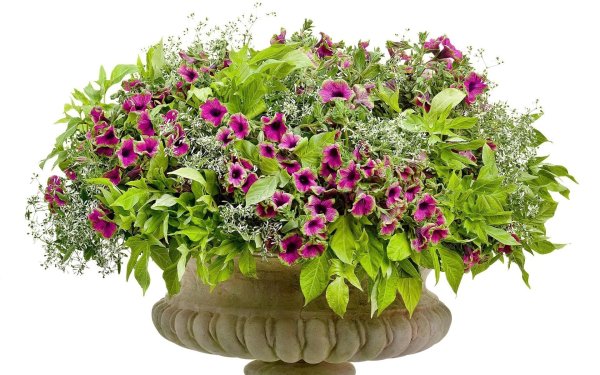 Калибрахоа с ипомеей