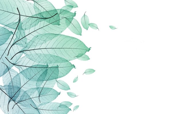 Прозрачные листья