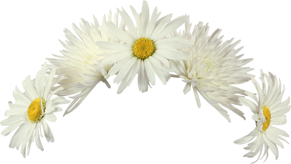 Венок из ромашек