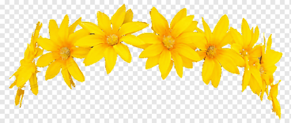 Венок из одуванчиков на прозрачном фоне