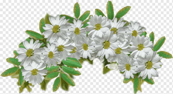 Венок из ромашек на прозрачном фоне