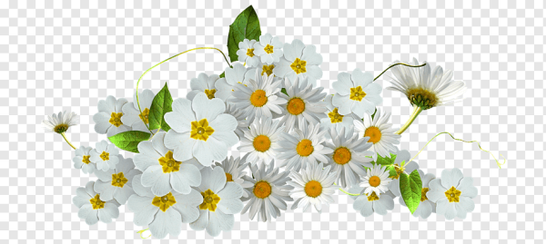 Ромашка на белом фоне