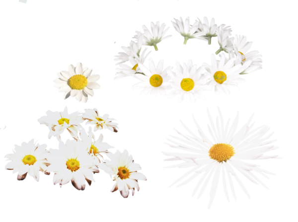 Анимация ромашки на прозрачном фоне