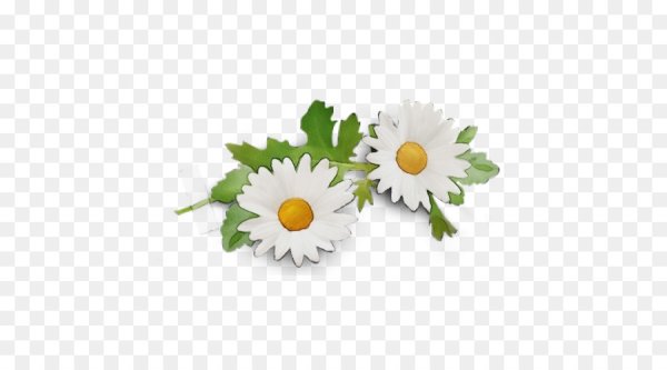 Венок из ромашек на белом фоне