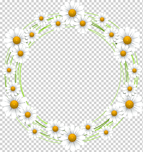 Рамка ромашки на прозрачном фоне