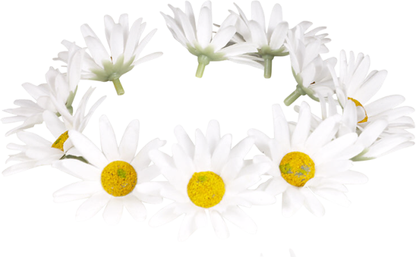 Венок из ромашек без фона