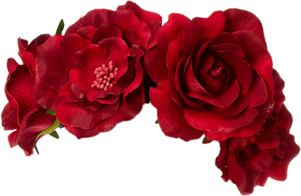 Бордовые цветы на белом фоне