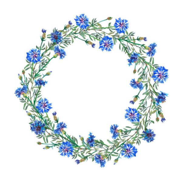 Венок с полевыми цветами рисование