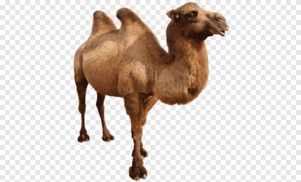 Верблюдка на белом фоне