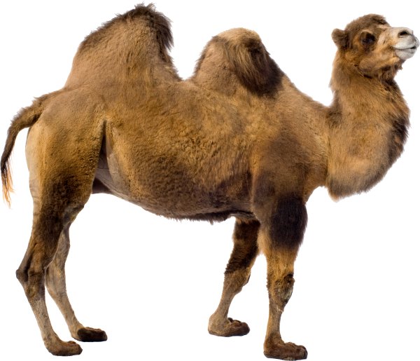Верблюд кэмел