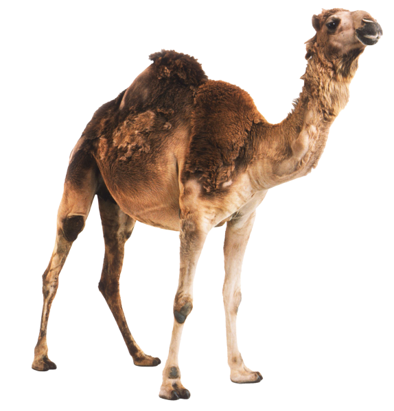 Верблюд на прозрачном фоне