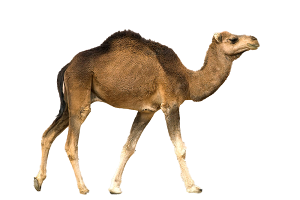 Животные пустыни