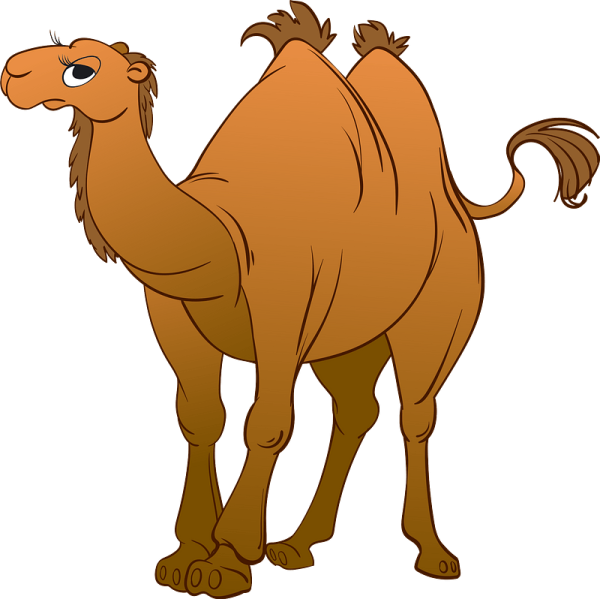 Верблюд для детей