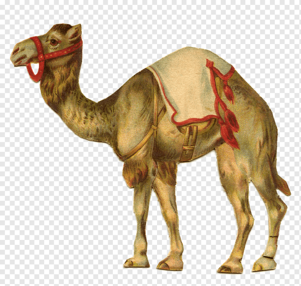 Верблюд без фона