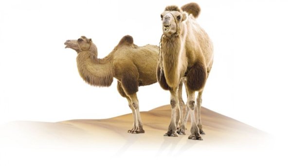 Верблюд на прозрачном фоне