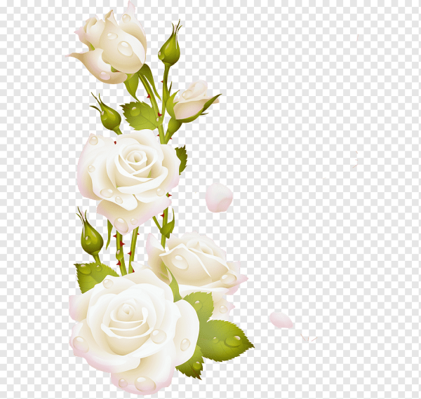 Белые цветы без фона