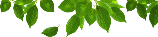 Листья на прозрачном фоне