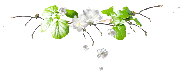 Ветка на прозрачном фоне