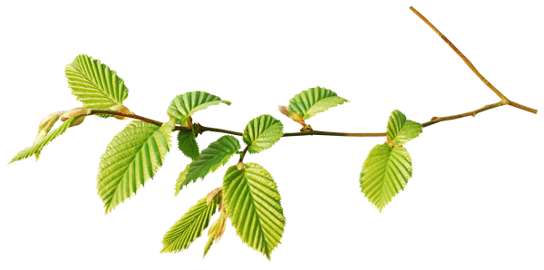 Березовые бруньки вектор