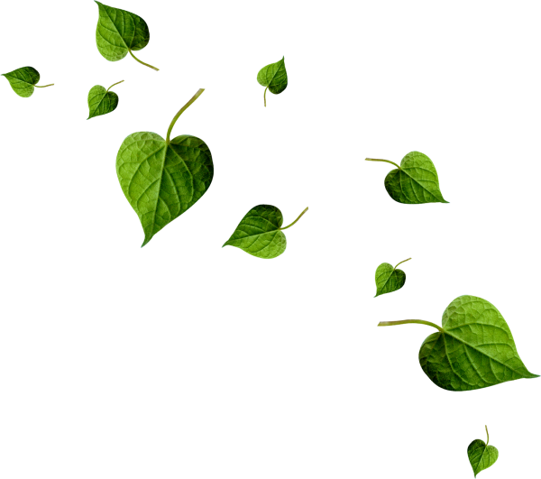 Листья на белом фоне