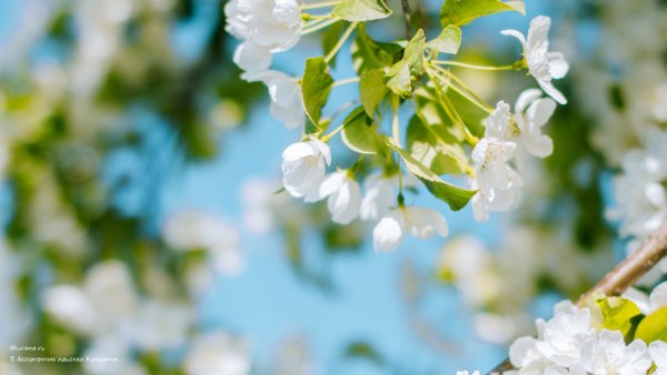 Фото на рабочий стол Весна в хорошем качестве на весь экран