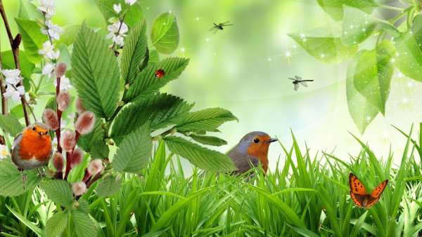 Мир природы. Птицы