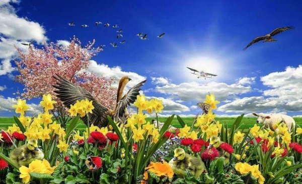 Природа птицы