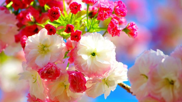 Яркие весенние цветы