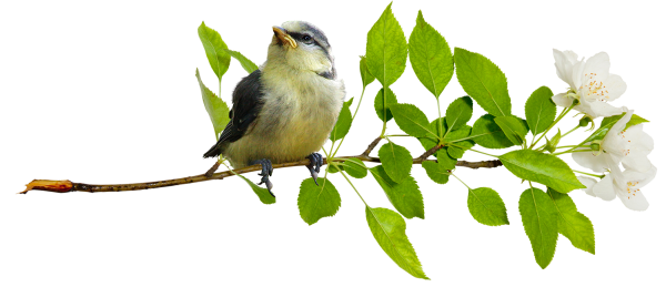 Птица на ветке