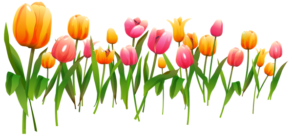 Цветок тюльпан векторный
