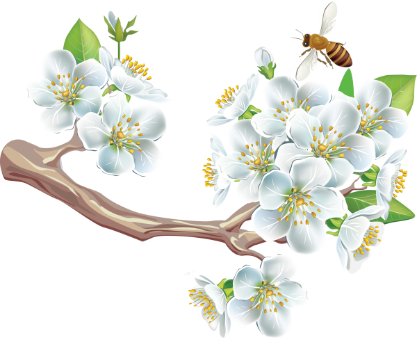 Яблони в цвету