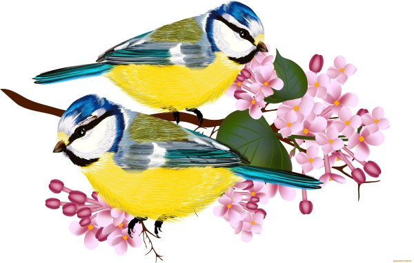 Красивые птички на прозрачном фоне