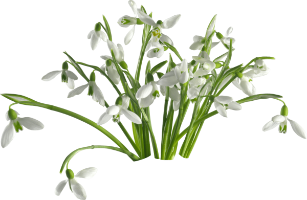 Подснежники на прозрачном фоне