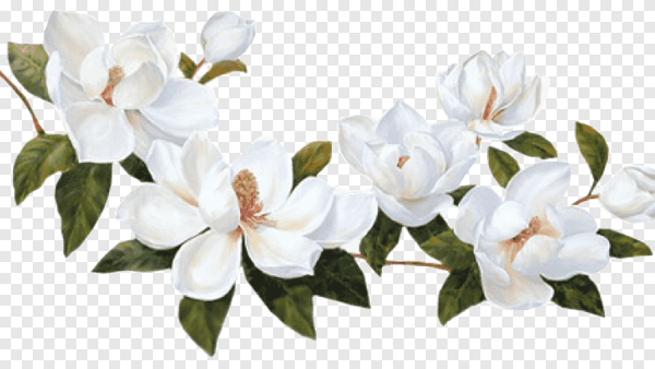 Жасмин Гардения Магнолия фон