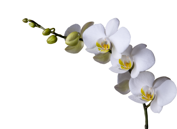 Ветка белой орхидеи