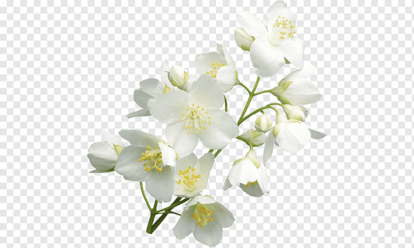 Веточка белых цветов