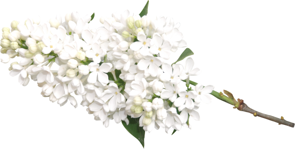 Ветка белой сирени