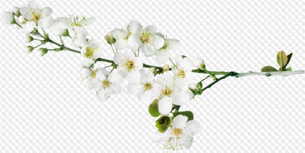 Ветка яблони на белом фоне