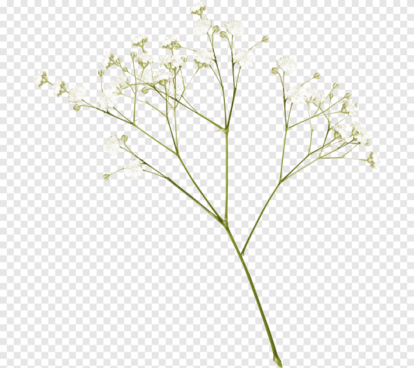 Веточки с белыми цветочками