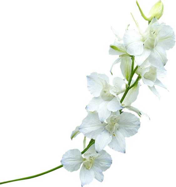 Веточка белых цветов