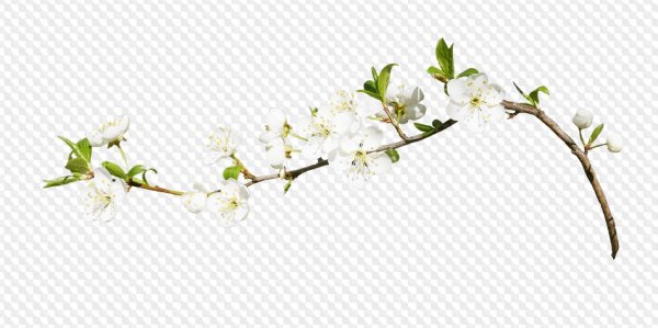 Веточка жасмина сбоку