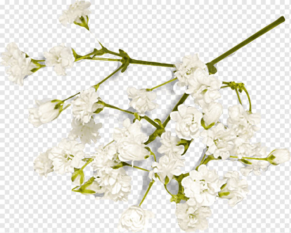 Веточки с белыми цветочками