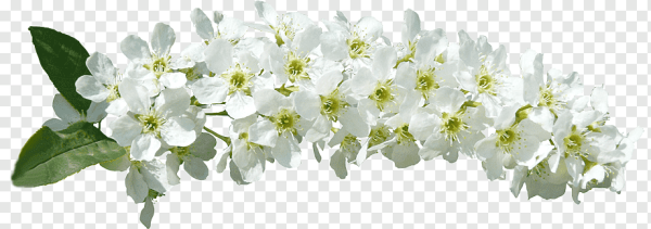 Ветка черемухи на белом фоне