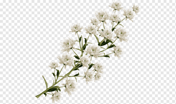 Белые маленькие цветочки на белом фоне