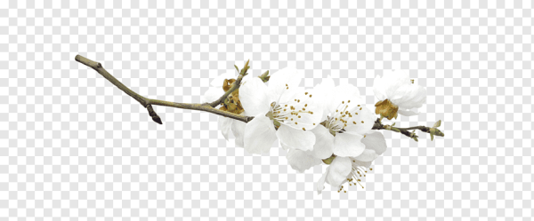 Ветка яблони на белом фоне