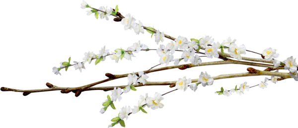 Весенние веточки на прозрачном фоне