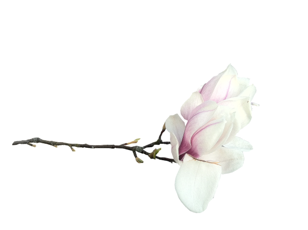 Цветы на ветке на белом фоне