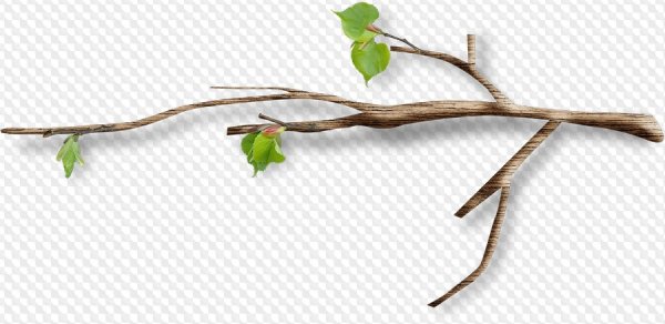 Веточка без листьев