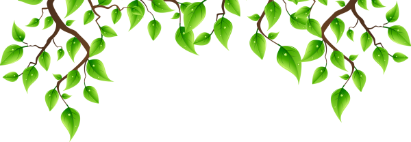 Ветка дерева на прозрачном фоне