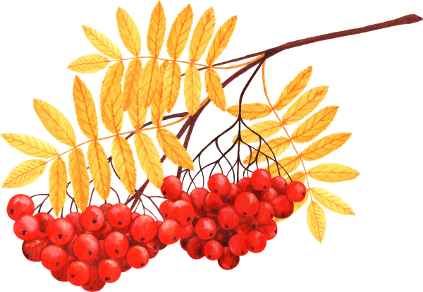Рябина на прозрачном фоне